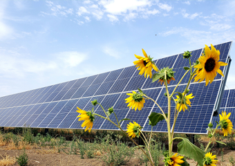 Solar panels and sun flowers